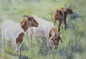 Three goats in a field