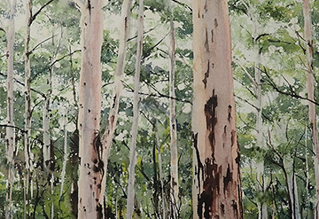 View of a dense forest of tall trees