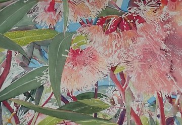 Close up of a Eucalyptus blossum