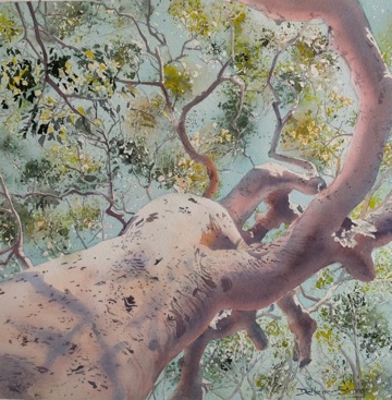 Picture of a Eucalypus tree, looking up