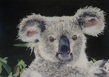 Close up portrait of a koala