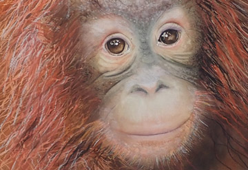 Portrait of a Orangutan