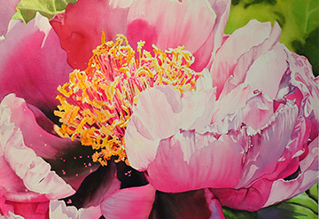 Close up detail of a large peony flower