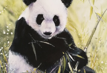A panda in a field of bamboo